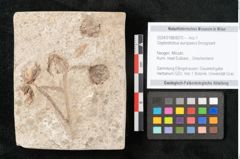Foto (Objekt + Etikett) von Glyptostrobus europaeus Brongniarti (NHMW-GEO-2024-0188-8070)